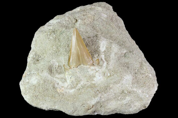 Otodus Shark Tooth Fossil in Rock - Eocene #111056